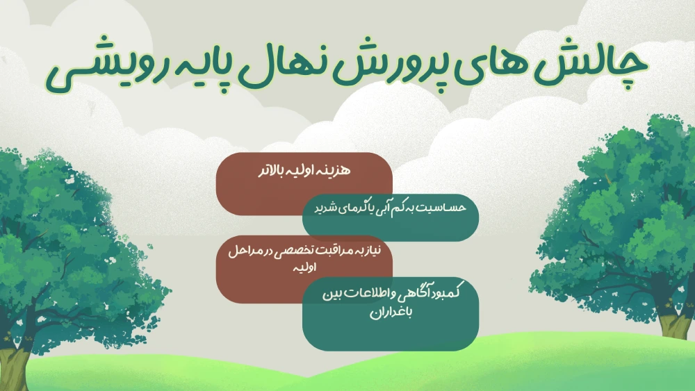 چالش های پرورش نهال پایه رویشی